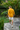 Camisa Amalfi 100% linho - Linha Resort - Amarelo